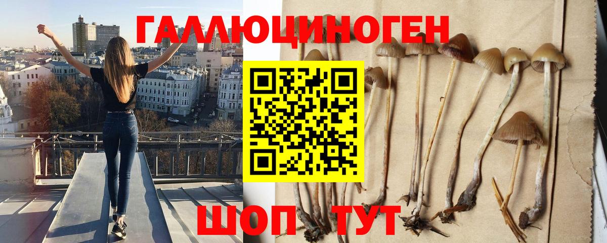 Псилоцибиновые грибы Cubensis Муром